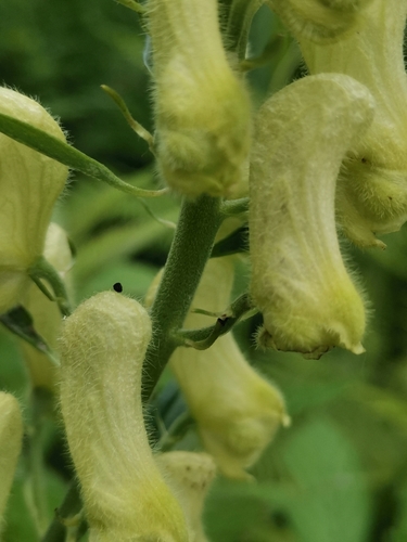 Image of Aconitum lamarckii by (c) Ljaž, some rights reserved (CC BY)