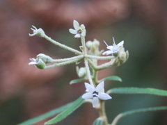 Astrotricha longifolia