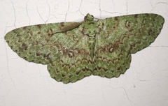 Ophthalmitis herbidaria