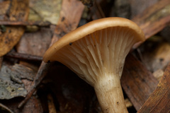 Singerocybe