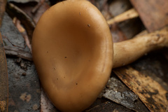 Singerocybe
