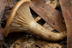 Singerocybe