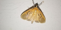Tyspanodes striata