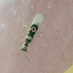 Pseudocreobotra ocellata