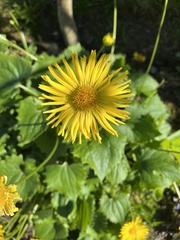 Doronicum caucasicum