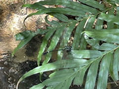 Heliogomphus scorpio