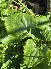 Doronicum caucasicum