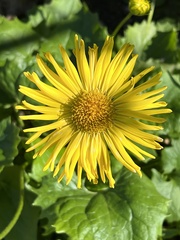 Doronicum caucasicum