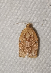 Adoxophyes privatana