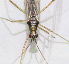 Dicyphus epilobii