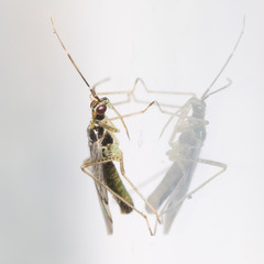 Dicyphus epilobii