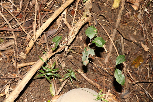 Image of Rhodamnia maideniana by (c) Greg Tasney, some rights reserved (CC BY-SA)