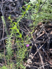 Tetratheca thymifolia