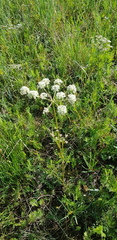 Peucedanum vaginatum