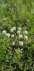 Peucedanum vaginatum