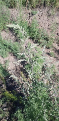 Artemisia mongolica