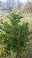 Pinus krempfii