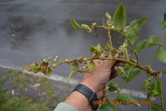 Phyllanthus salviifolius