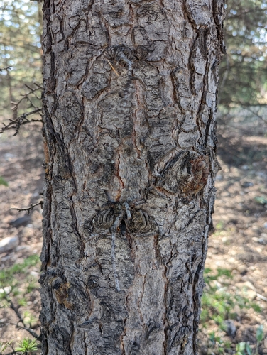 Lebanon cedar