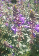 Dracocephalum foetidum