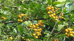 Celastrus paniculatus