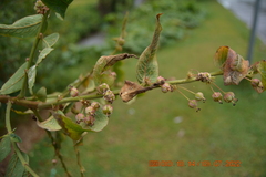 Phyllanthus salviifolius
