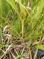 Carex leersii