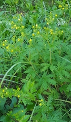 Potentilla chalchorum