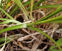 Carex leersii