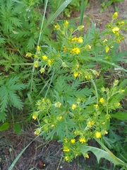 Potentilla chalchorum