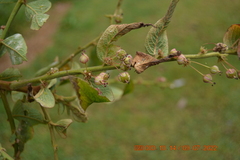 Phyllanthus salviifolius