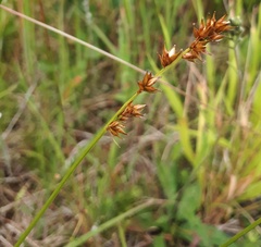 Carex leersii
