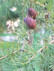 Larix sibirica