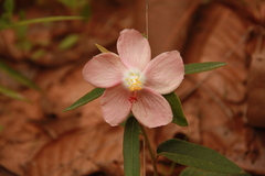 Decaschistia parviflora