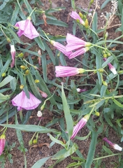 Convolvulus arvensis