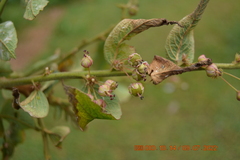 Phyllanthus salviifolius