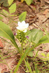 Curcuma parviflora