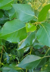 Populus laurifolia