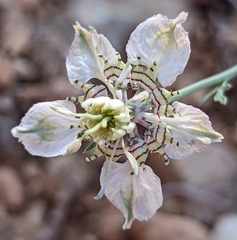 Nigella arvensis