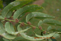 Phyllanthus salviifolius