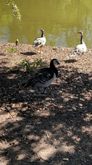 Branta leucopsis