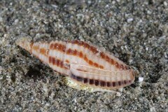 Mitridae