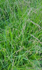 Poa subfastigiata
