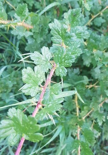 Ribes aciculare (Ribes aciculare)