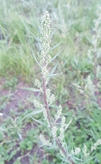 Artemisia mongolica