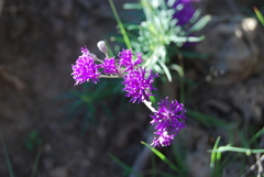 Vernonia capensis