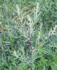 Artemisia mongolica