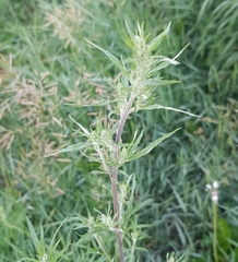 Artemisia mongolica
