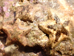Aquilonastra