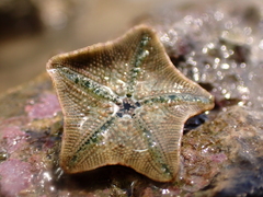 Aquilonastra